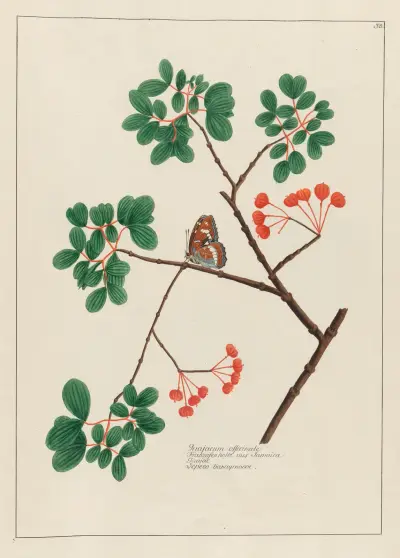 Guajacum officinale av Petr Martynovich Gofman