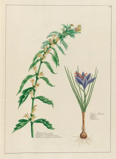 Hyosciamus niger … [and] Crocus Sativus av Petr Martynovich Gofman