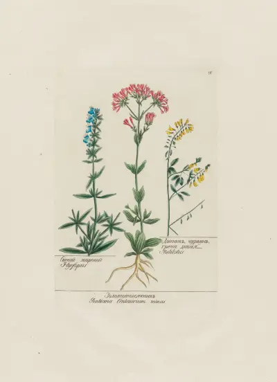 Hyssopus ; … Gentiana Centaurium minus ; … Melilotus, Petr Martynovich Gofman