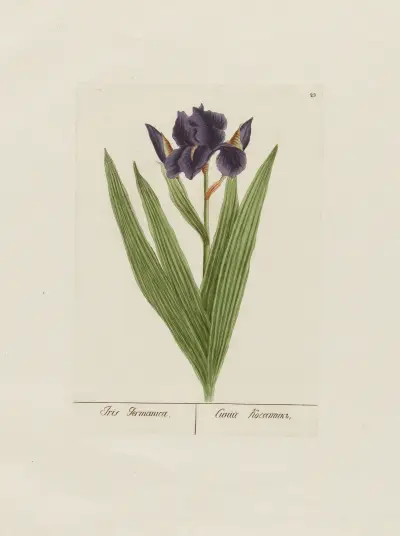 Iris Germanica, Petr Martynovich Gofman