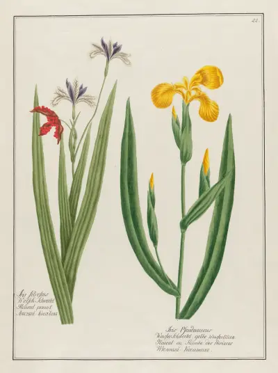 Iris Silvestris … [and] Iris Pseudoacorus av Petr Martynovich Gofman
