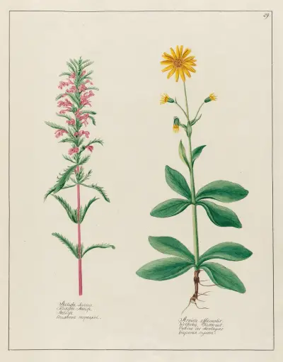 Melissa Turcica … [and] Arnica officinalis av Petr Martynovich Gofman