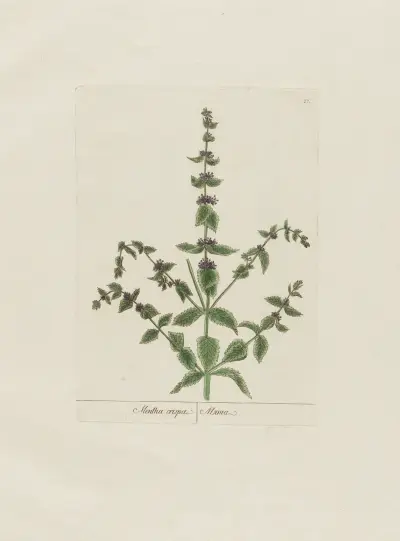 Mentha crispa av Petr Martynovich Gofman