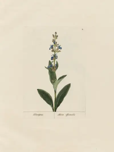 Salvia officinalis av Petr Martynovich Gofman