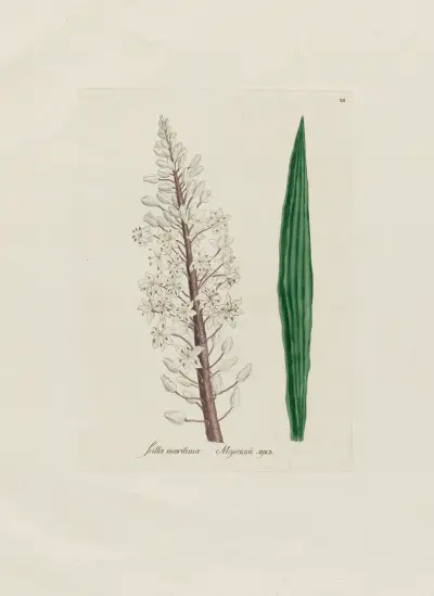 Scilla maritima av Petr Martynovich Gofman