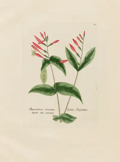 Spigelia Marylandica, Petr Martynovich Gofman