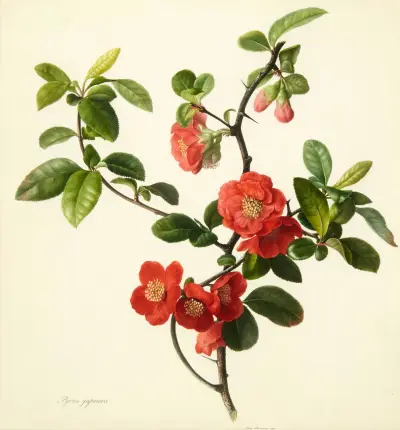 Pyrus japonica (Japanese quince) av Mary Lawrance