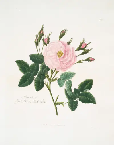 Rosa alba or Great maiden’s blush rose. av Mary Lawrance