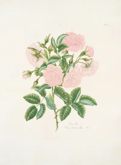 Rosa alba av Mary Lawrance
