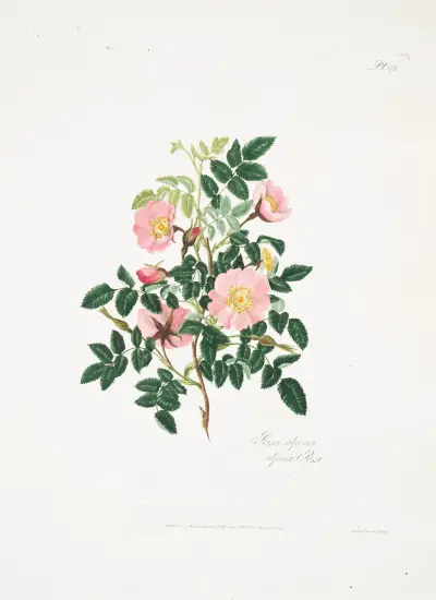 Róża alpejska, Mary Lawrance