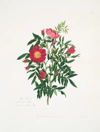 Rosa blanda, Mary Lawrance