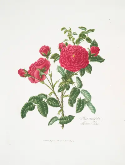 Rosa centifolia3 av Mary Lawrance