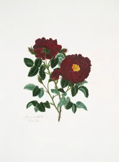 Rosa centifolia4 av Mary Lawrance