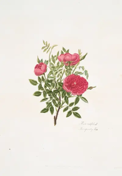 Rosa centifolia5, Mary Lawrance