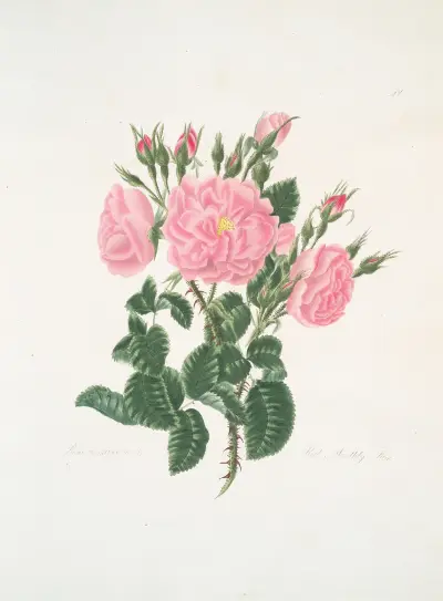 Rosa damascena av Mary Lawrance