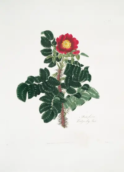 Rosa ferox av Mary Lawrance