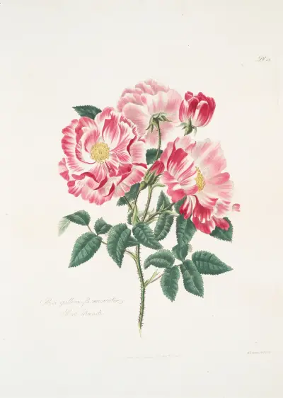 Rosa gallica-versicolor, Mary Lawrance