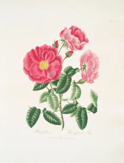 Rosa gallica. av Mary Lawrance
