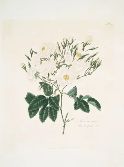 Róża piżmowa, Mary Lawrance