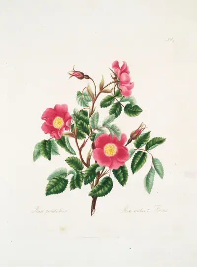 Rosa pendulina, Mary Lawrance