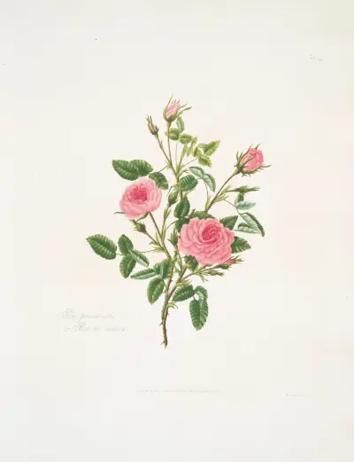 Rosa provincialis or Rose de meaux. av Mary Lawrance