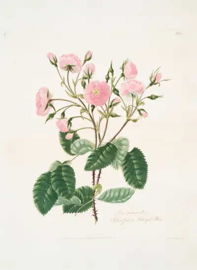 Rosa provincialis, 1799 – nr 1, Mary Lawrance