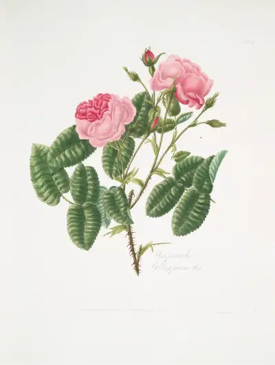 Rosa provincialis4 av Mary Lawrance