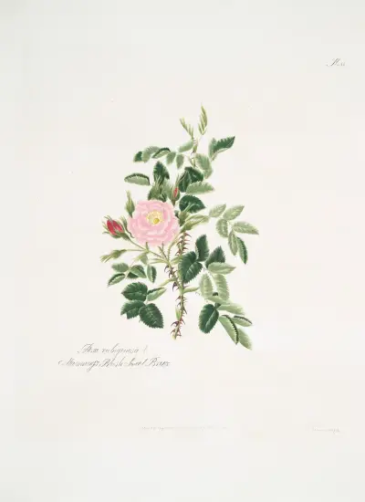 Rosa rubiginosa, Mary Lawrance