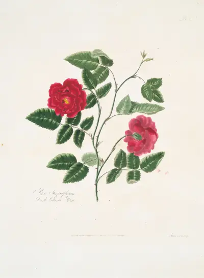Rosa semperflorens, Mary Lawrance