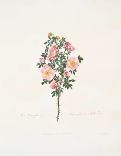Rosa spinosissima, Mary Lawrance