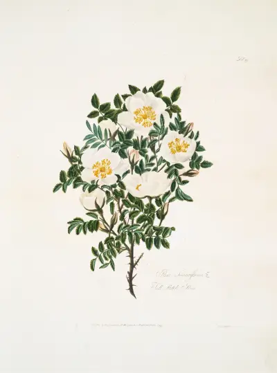 Rosa spinosissima2 av Mary Lawrance
