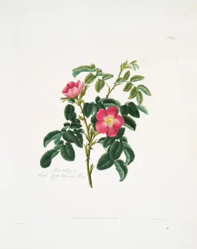 Rosa villosa2 av Mary Lawrance