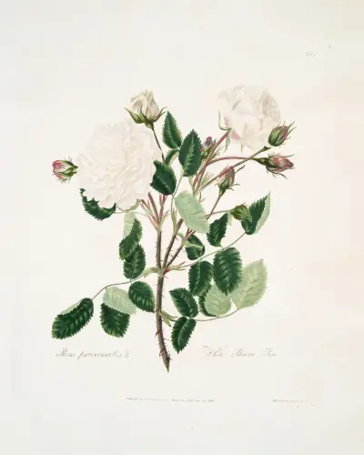 White provincialis av Mary Lawrance