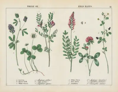 Forage or Field Plants, 1858 – nr 1 av Charlotte Mary Yonge