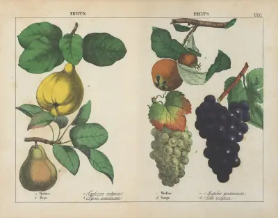 Fruits (Quince, Pear, Medlar, Grape), 1858 – nr 2 av Charlotte Mary Yonge