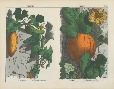 Fruits (Cucumber, Melon), 1858 – nr 4 av Charlotte Mary Yonge