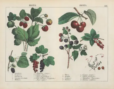 Fruits, 1858 – nr 1 av Charlotte Mary Yonge