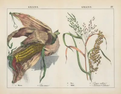 Grains (Maize, Rice, Millet), 1858 – nr 2 av Charlotte Mary Yonge