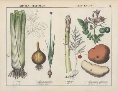 Kitchen vegetables and roots (Celery, Onion, Asparagus, Potato), 1858 – nr 2 av Charlotte Mary Yonge