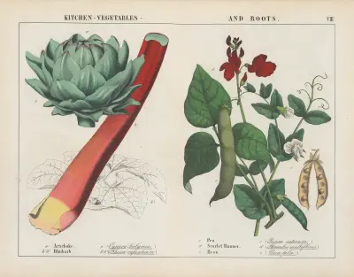 Kitchen, vegetables and roots (Artichoke, Rhubard, Pea), 1858 – nr 1 av Charlotte Mary Yonge