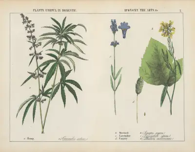 Plants useful in domestic, economy, the arts…, 1858 – nr 1 av Charlotte Mary Yonge