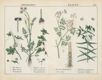 Poisonous Plants (Bryony, Waterdropwort, Caper Spurge), 1858 – nr 11 av Charlotte Mary Yonge