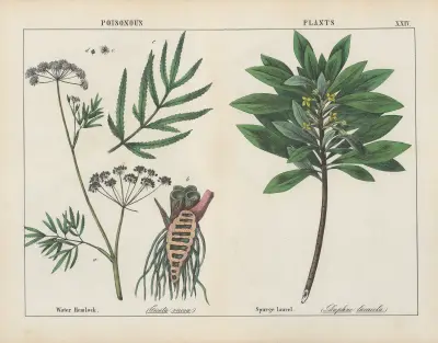 Poisonous Plants (Water Hemlock, Spurge Laurel), 1858 – nr 2 av Charlotte Mary Yonge