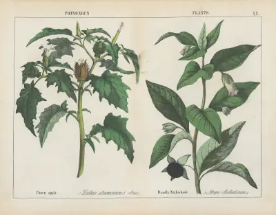 Poisonous Plants (Thorn apple, Deadly Nightshade), 1858 – nr 3 av Charlotte Mary Yonge