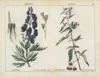 Poisonous Plants (Monk’s-Hood, Woody Nightshade), 1858 – nr 4 av Charlotte Mary Yonge