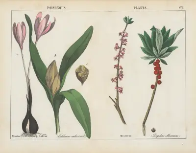 Poisonous Plants (Meadow Saffron, Mezereon), 1858 – nr 5 av Charlotte Mary Yonge