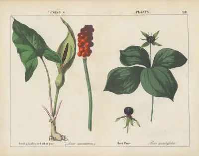 Poisonous Plants (Lords & Ladies, Herb Paris), 1858 – nr 6 av Charlotte Mary Yonge