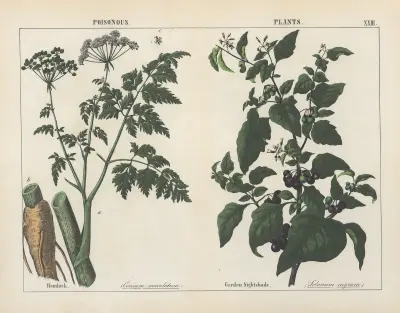 Poisonous Plants (Hemlock, Garden Nightshade), 1858 – nr 8 av Charlotte Mary Yonge