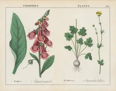 Poisonous Plants (Foxglove, Buttercup), 1858 – nr 9 av Charlotte Mary Yonge