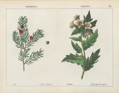 Poisonous Plants (Yew, Henbane), 1858 – nr 1 av Charlotte Mary Yonge